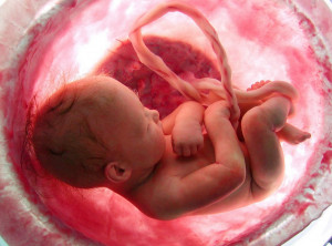 baby-in-womb